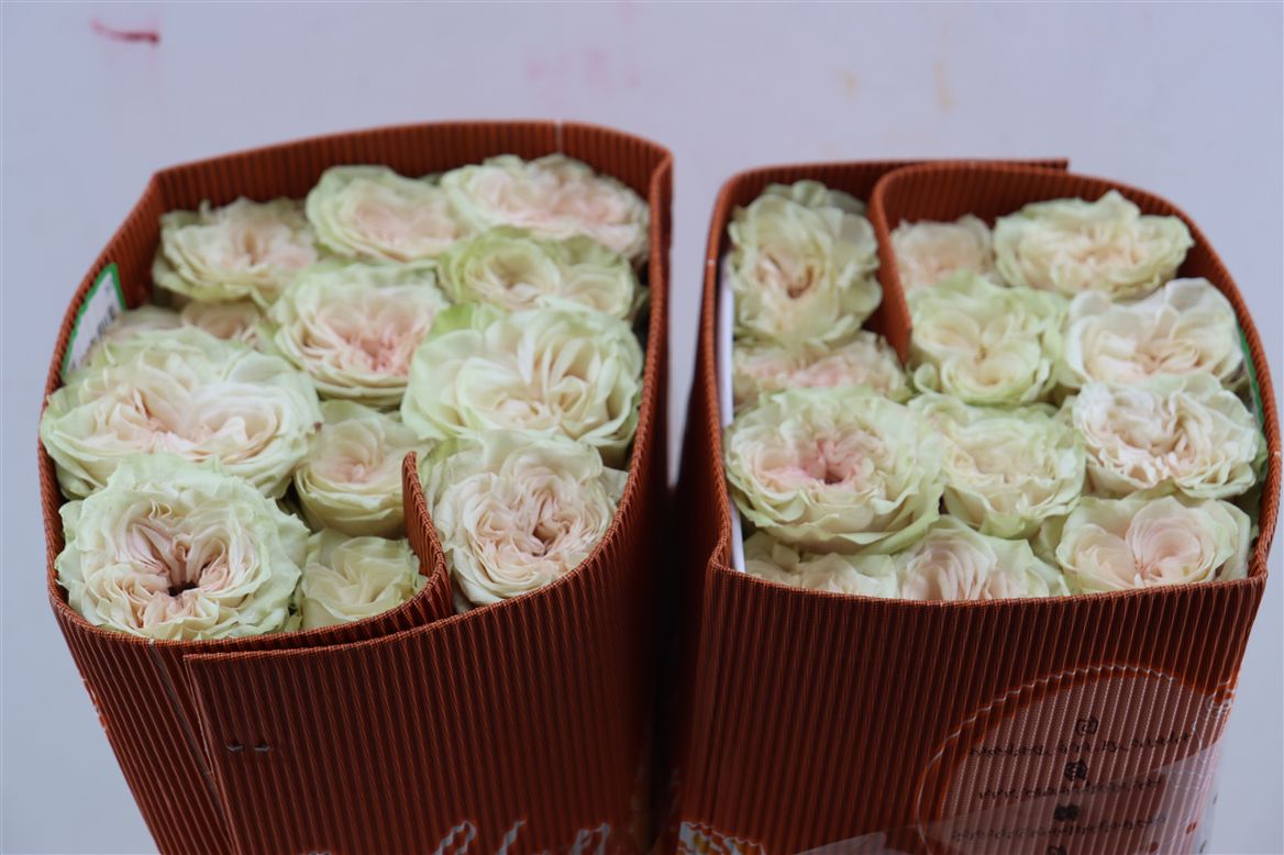 Rosa Country Spirit Secret 50cm