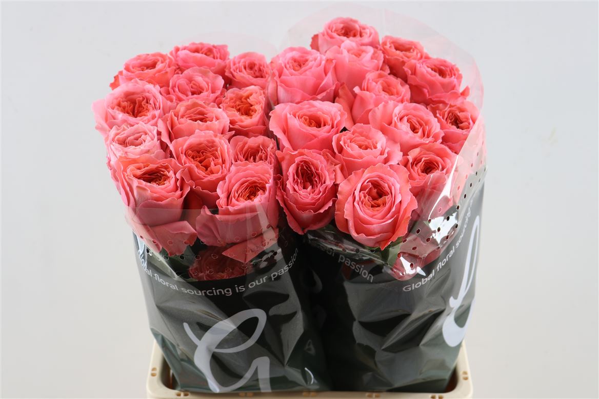 Rosa Candy X-Pression 50cm