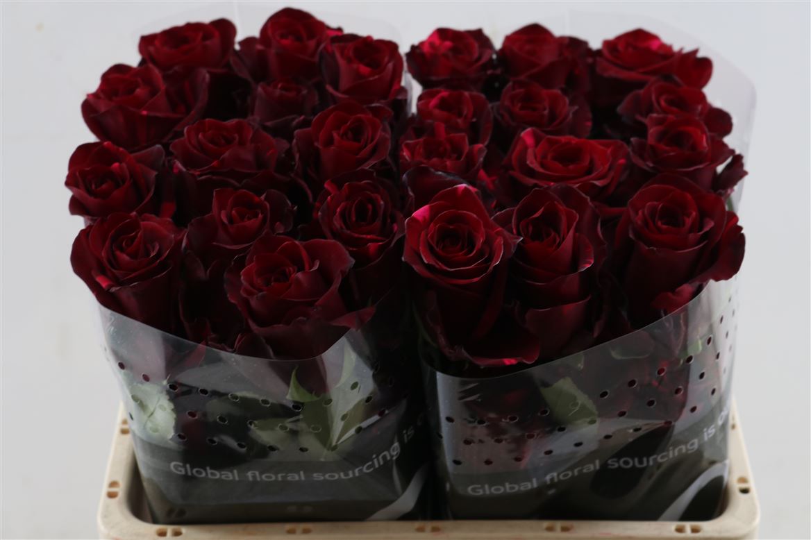 Rosa Red Panther 70cm