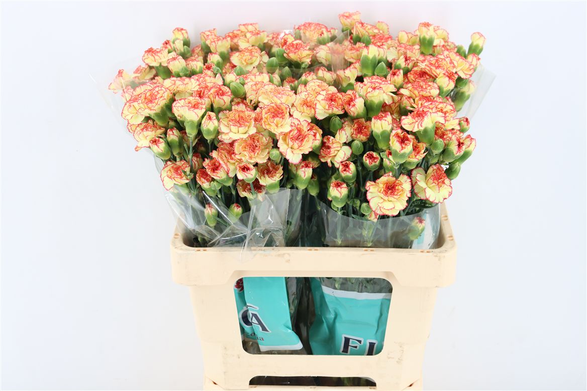 Dianthus Spay Lambretta 60cm