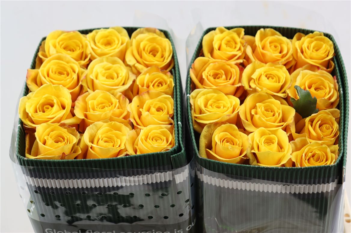 Rosa Bumblebee 40cm