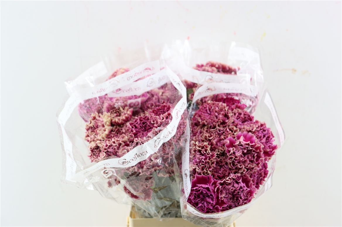 Dianthus Single Merletto Purple 70cm