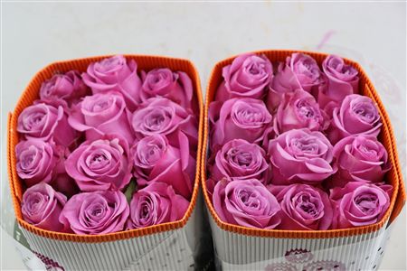 R Gr Queens Crown
