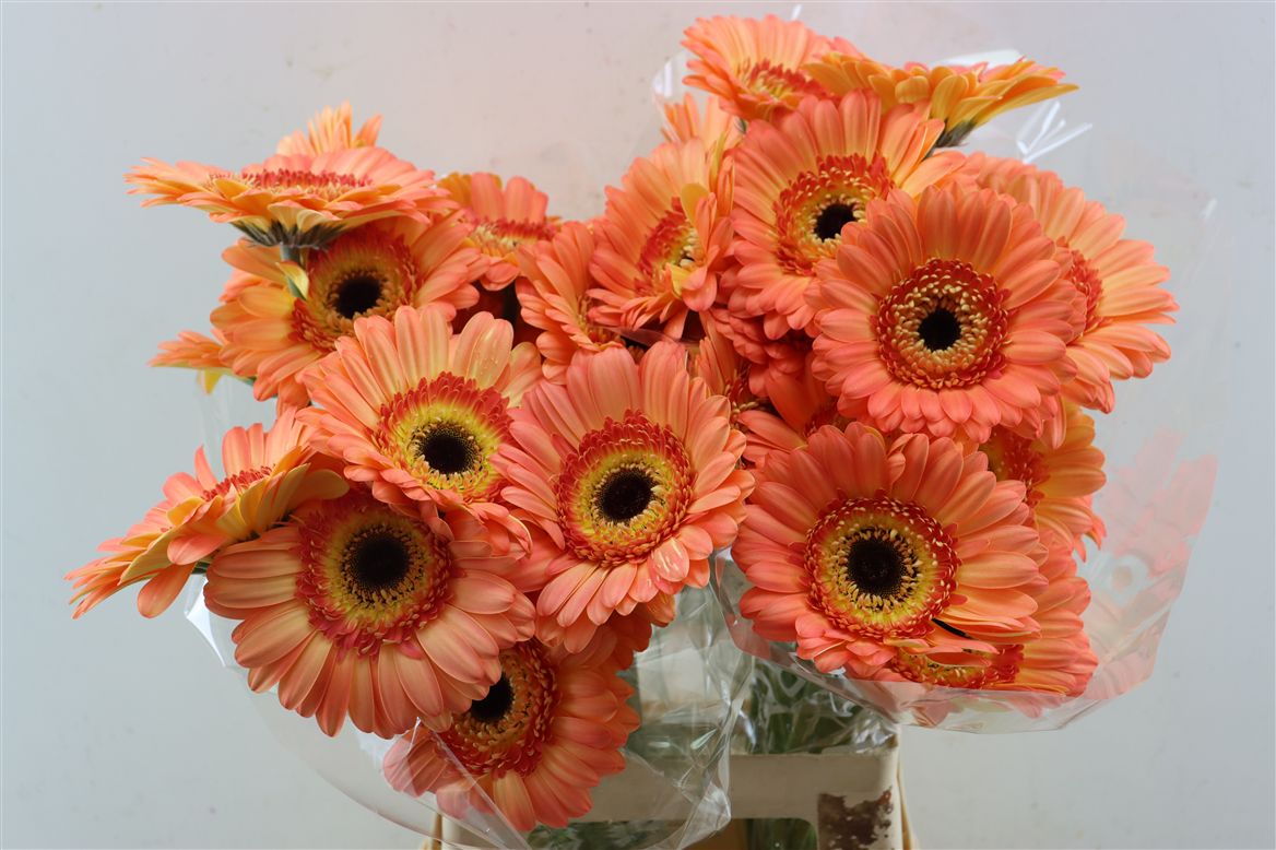 Gerbera Dino+