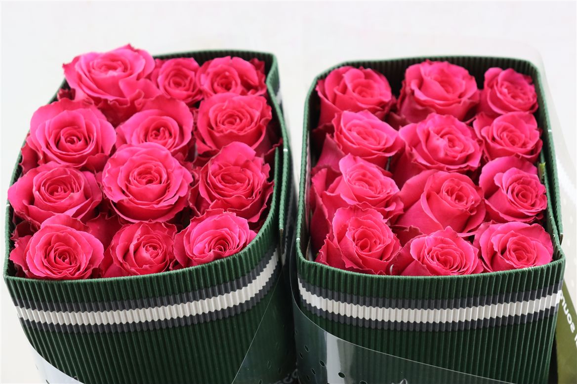 Rosa Full Monty! 50cm