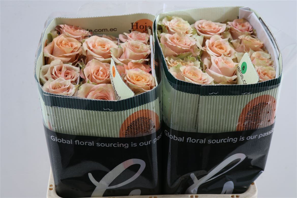 Rosa Caramel Macchiato 50cm