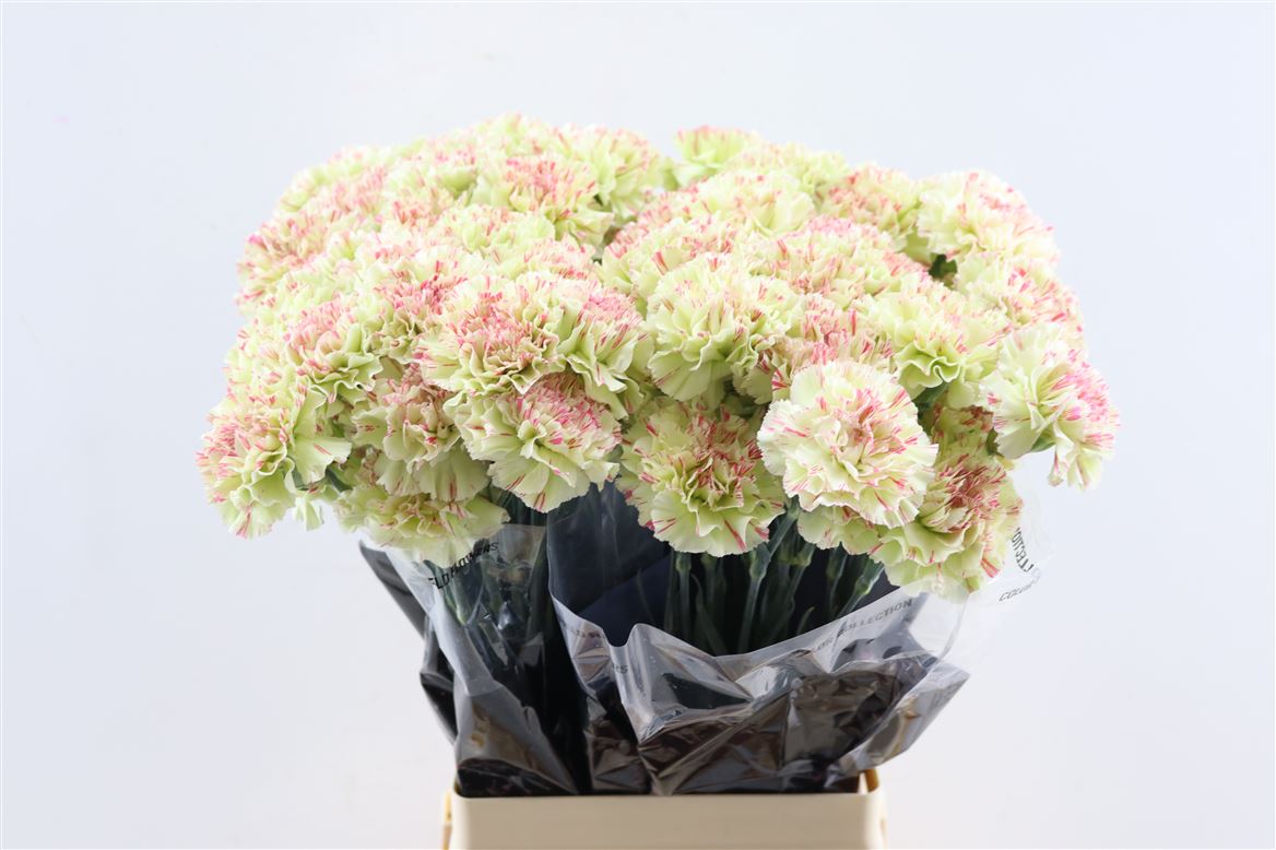 Dianthus Single Mochi 65cm
