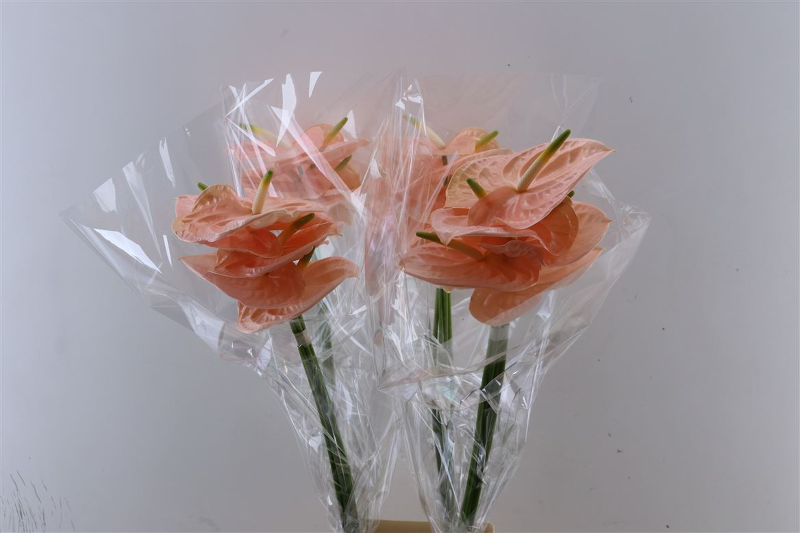 Anthurium Cheers 14Ø