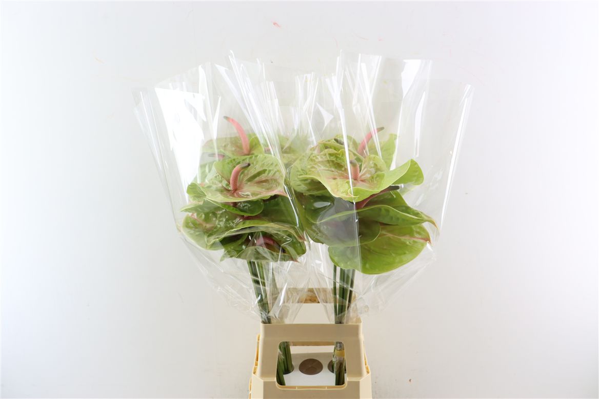 Anthurium Pistache 15Ø
