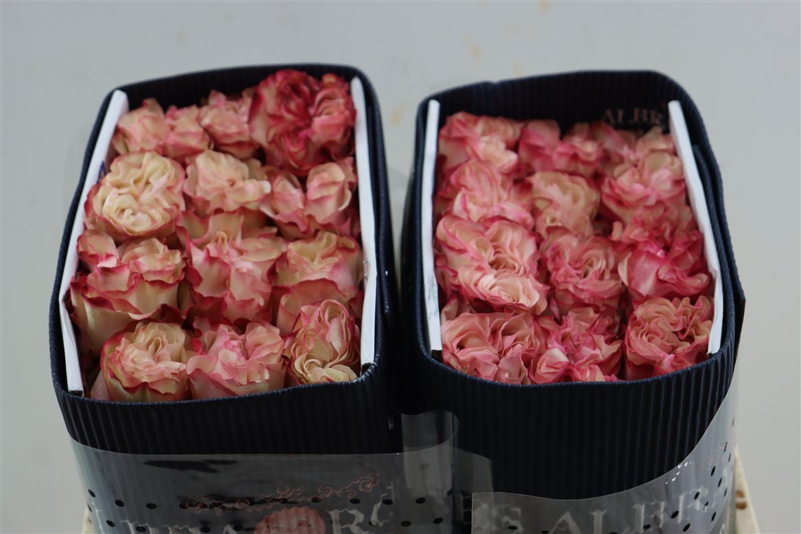 Rosa Country Spirit Candy 50cm