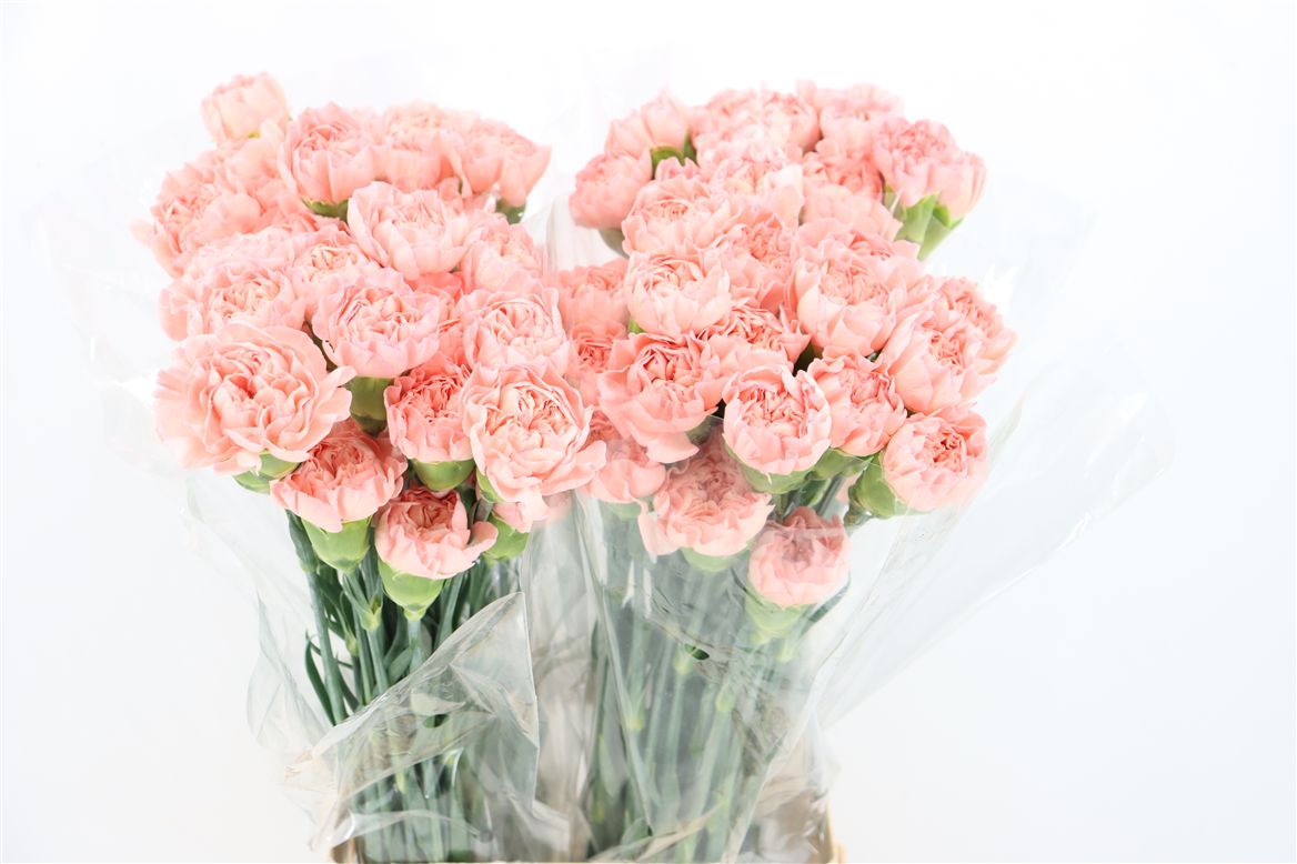 Dianthus Eternal Love 70cm