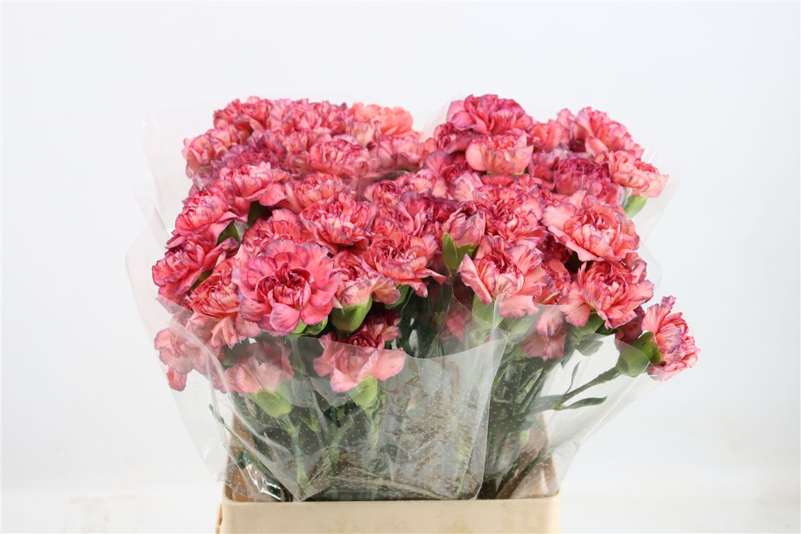 Dianthus Single Extravaganza 60cm