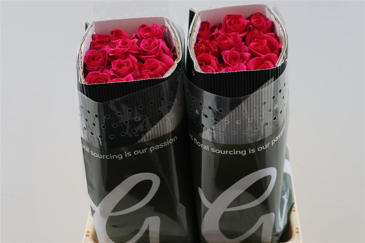 Rosa Hot Explorer 50cm