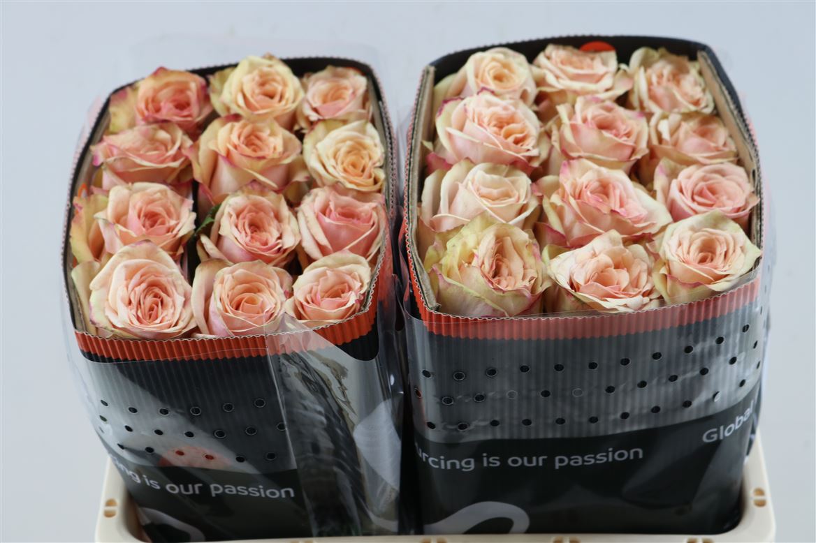 Rosa Desert Rose 50cm