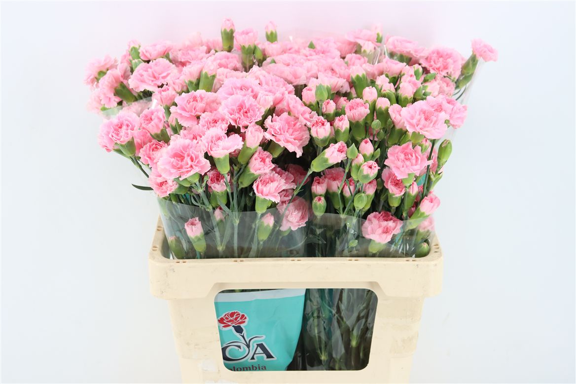 Dianthus Spray Gianna 60cm