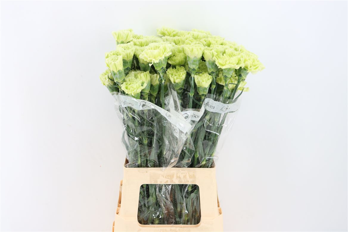 Dianthus Single Jungle 70cm