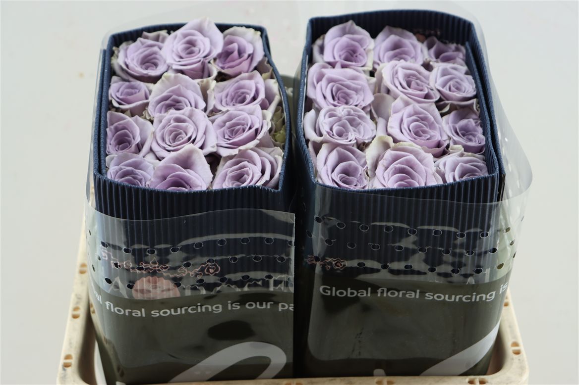 Rosa Shocking Blue 60cm