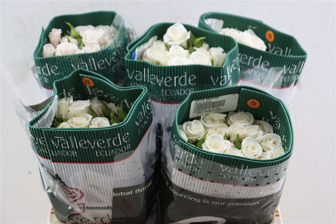 Rosa Spray White Majolica 50cm 7+