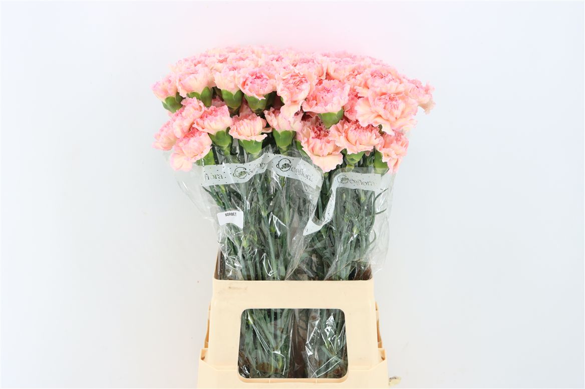 Dianthus Single Sorbet 70cm