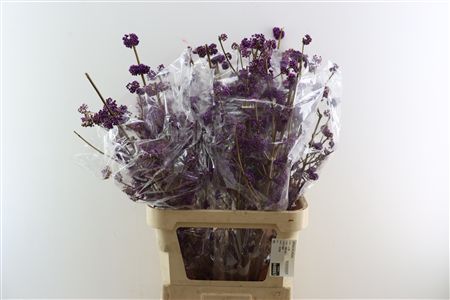 Callicarpa Bod Profu