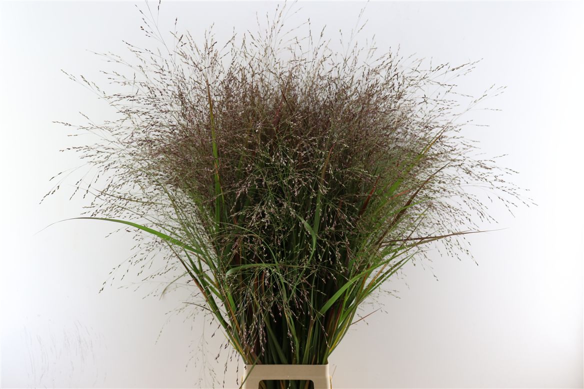 Panicum Squaw 150cm