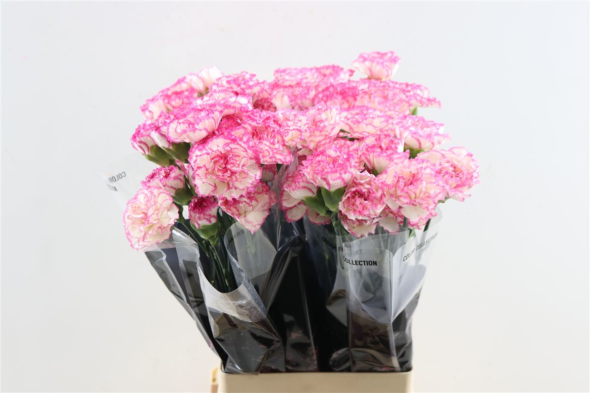 Dianthus Single Komachi 70cm