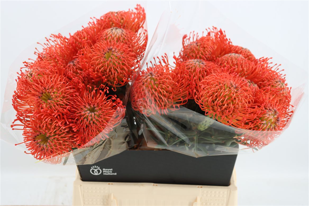 Leucospermum Succession 35cm
