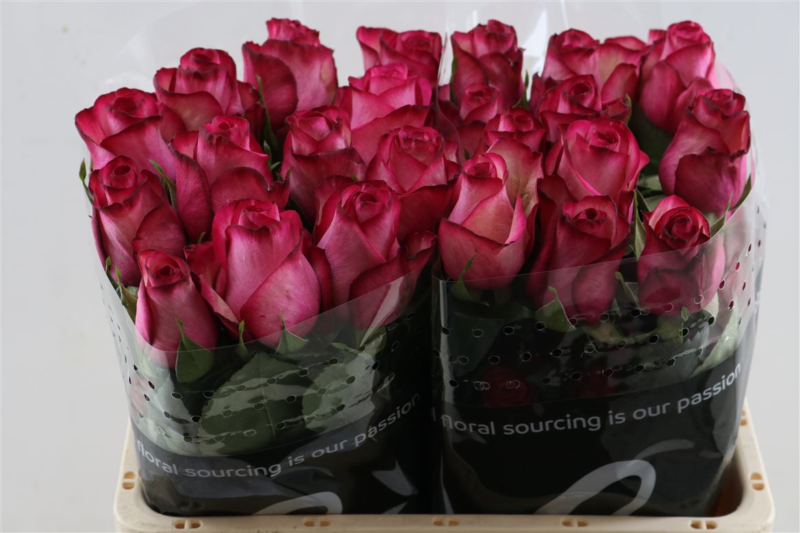 Rosa Carousel 40cm