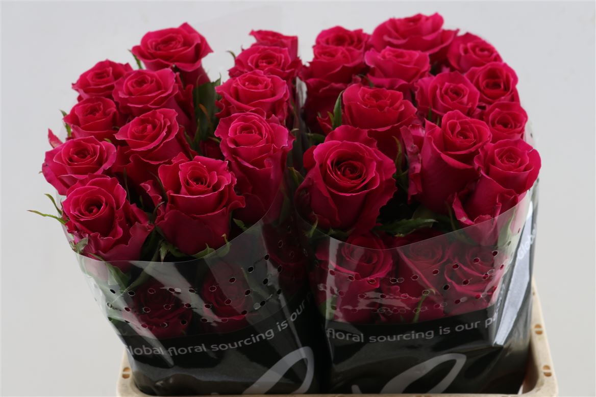 Rosa Sweetheart Gotcha 50cm