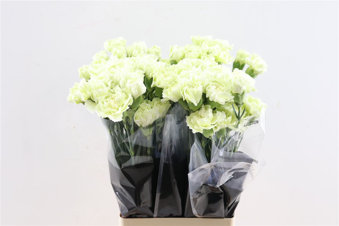 Dianthus Single Prado Mint 70cm
