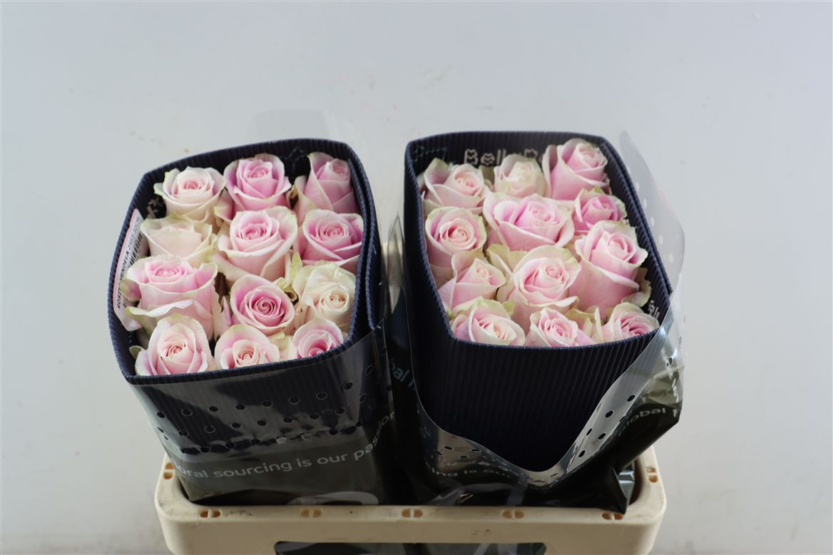 Rosa Rosita Vendela 50cm