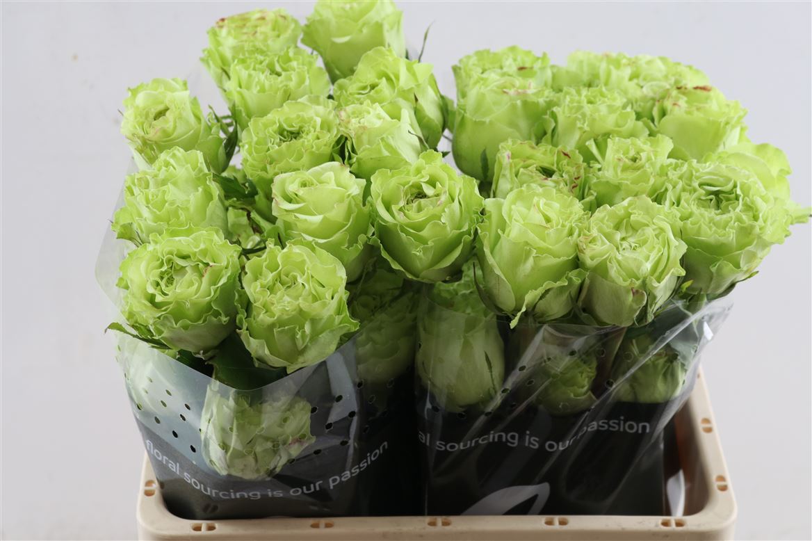 Rosa Supergreen 40cm
