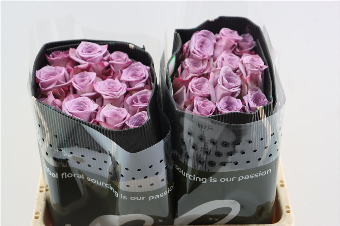 Rosa Avant Garde 50cm