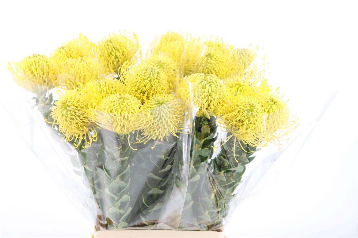 Leucospermum High Gold 40cm
