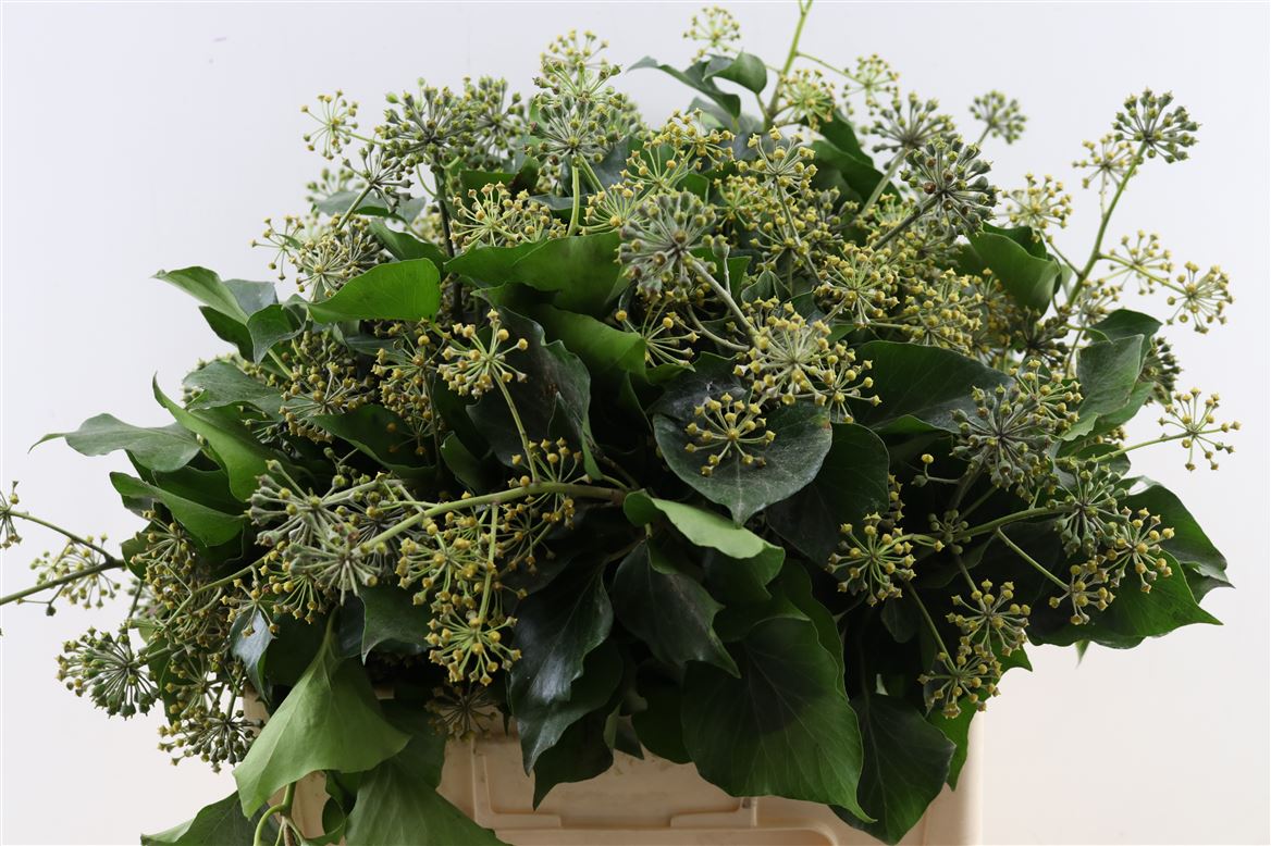 Hedera Leaves 50cm