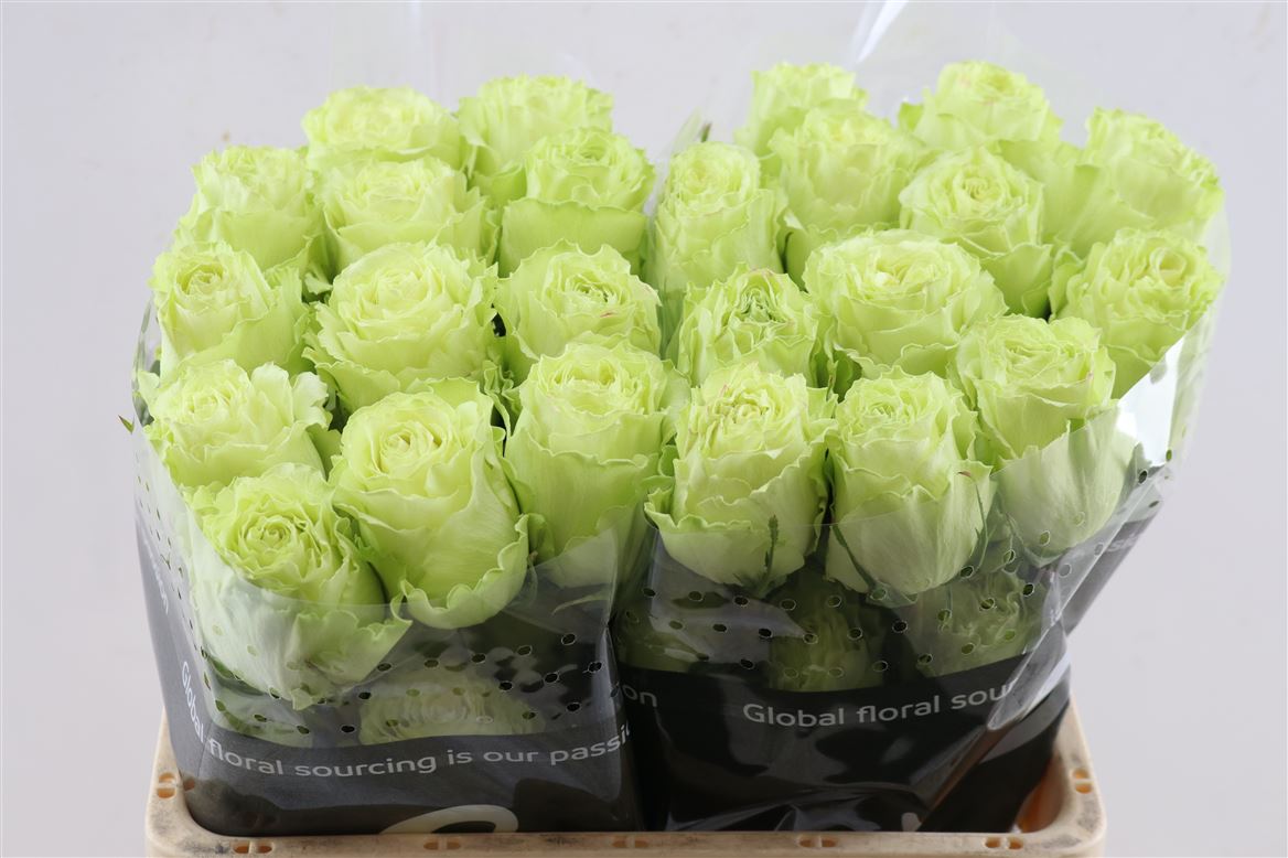 Rosa Lemonade 40cm