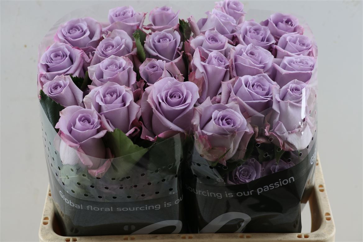 Rosa Ocean Song 40cm