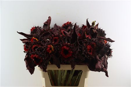 Helianthus Red Opgetrokken