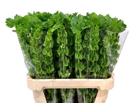 Moluccella Stuk