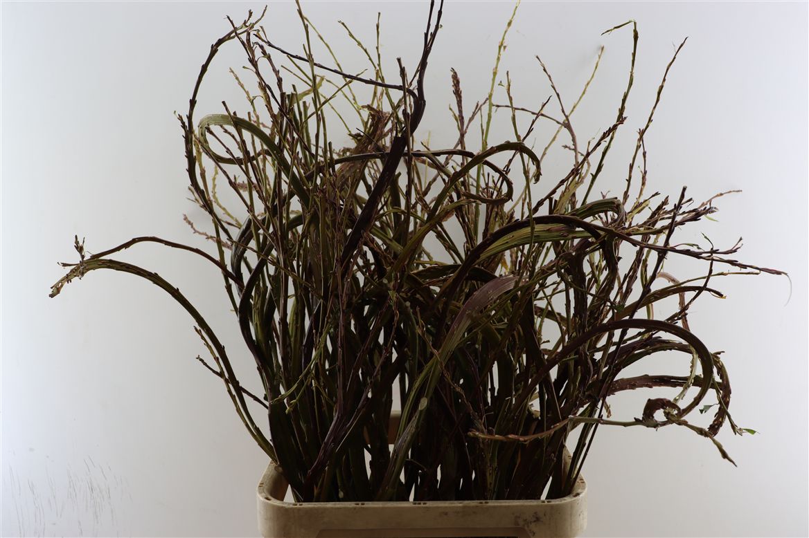 Salix Sekka Bandwilg 120cm