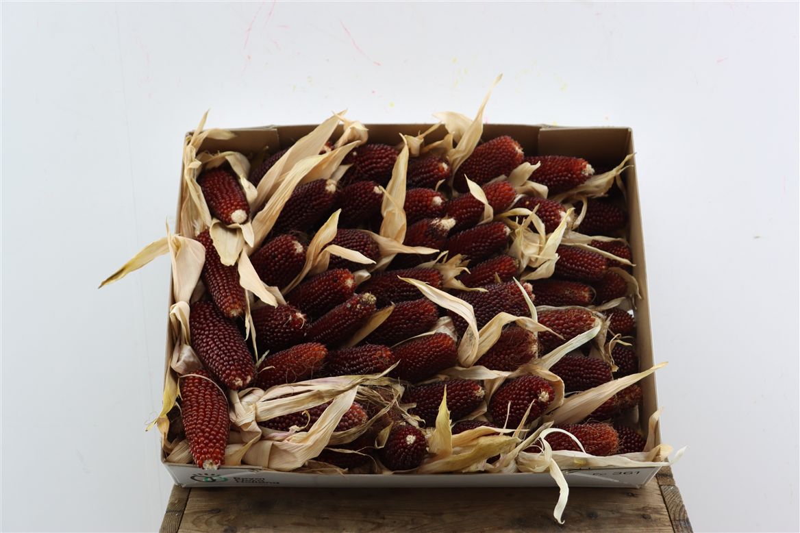 Zea Mays Strawberry 10cm
