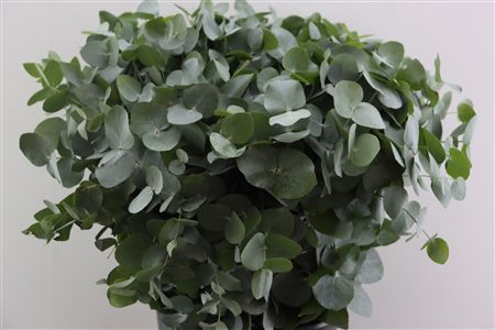 Euca Cinerea