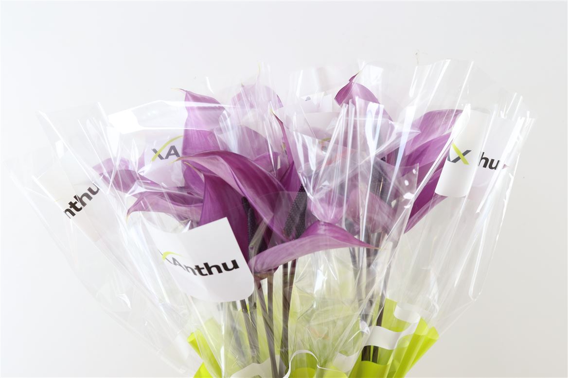 Anthurium Previa 13Ø