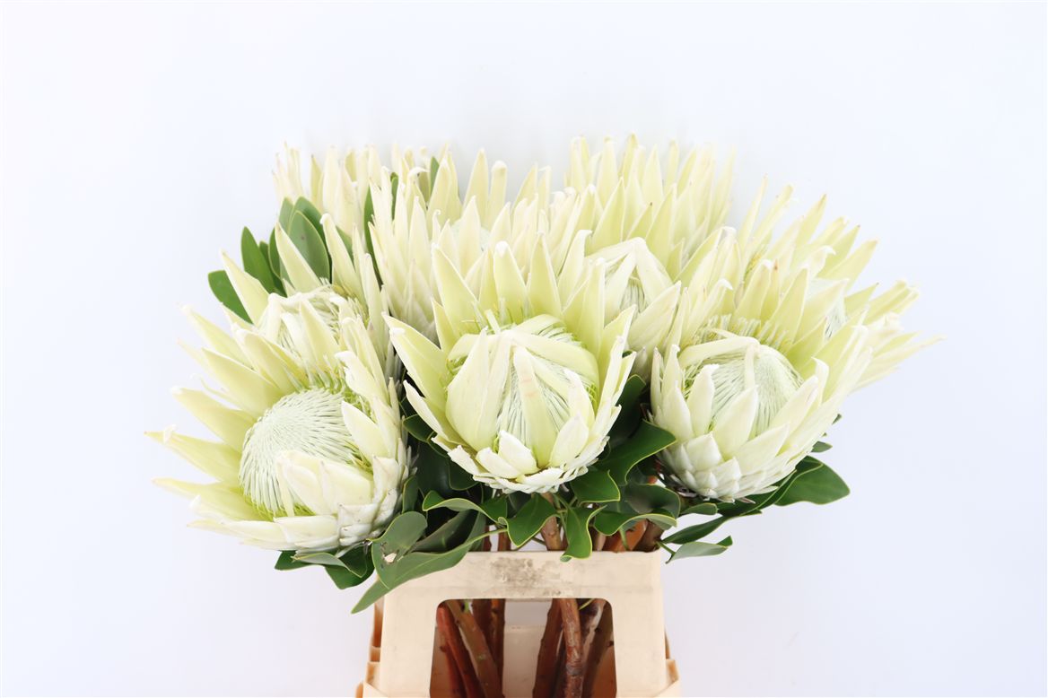 Protea Cynaroides Ayoba Arctic Ice 70cm