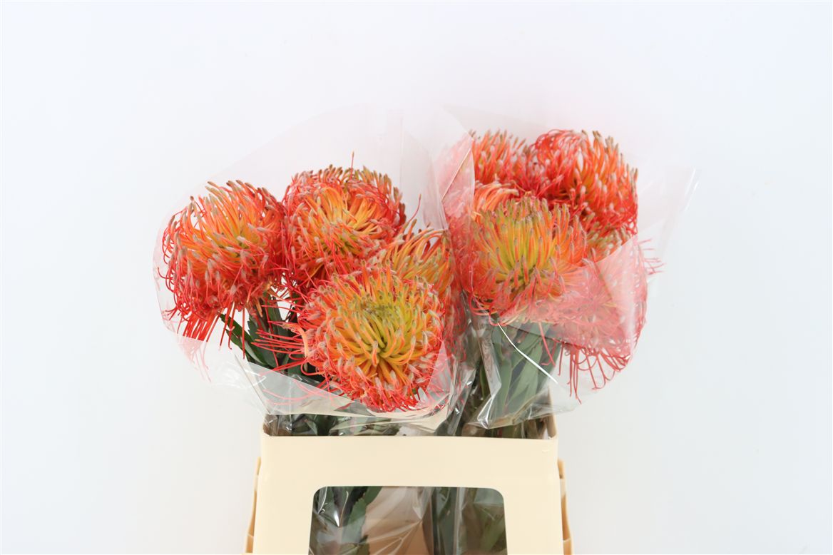 Leucospermum Ito 60cm