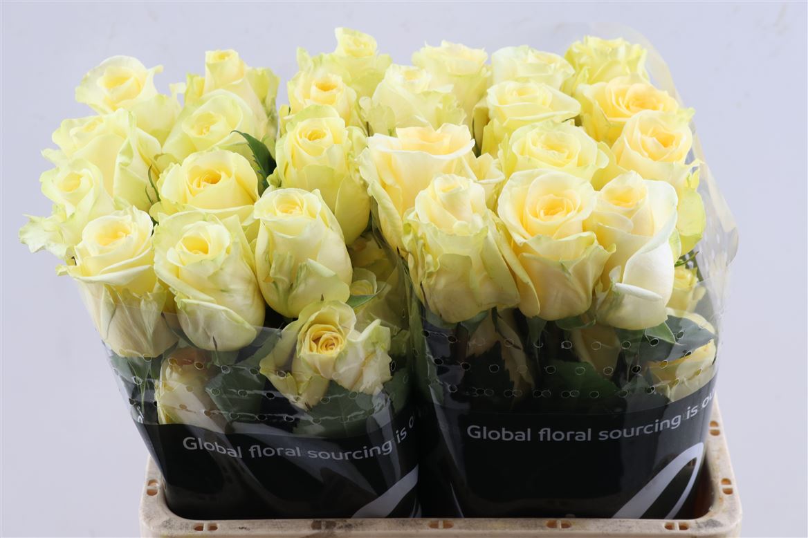 Rosa Crème De La Crème 40cm