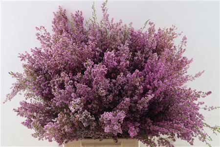 Erica Bicolor