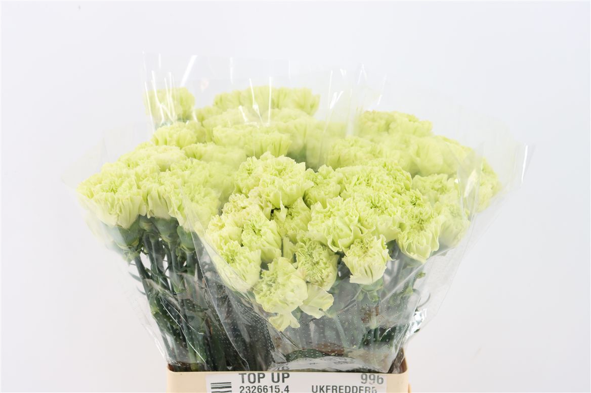 Dianthus Single Goblin 65cm