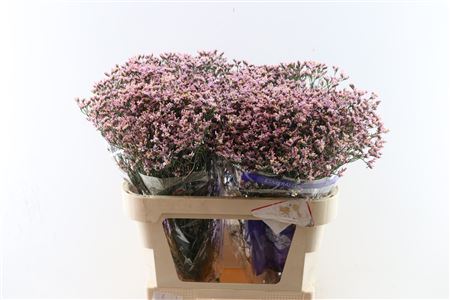 Lim Sin Pink Activa (parfumed)
