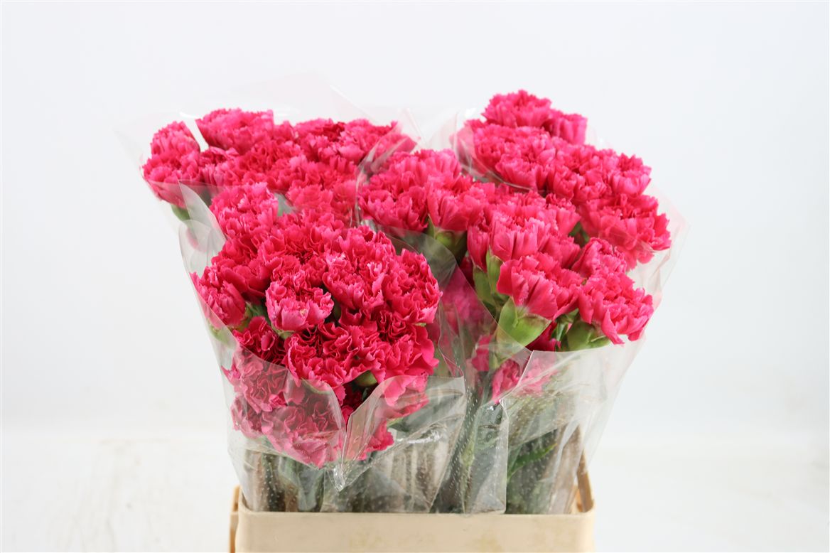 Dianthus Single Bizet 70cm